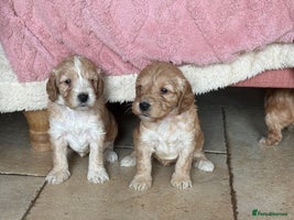 Cockapoo dogs - Advert 10