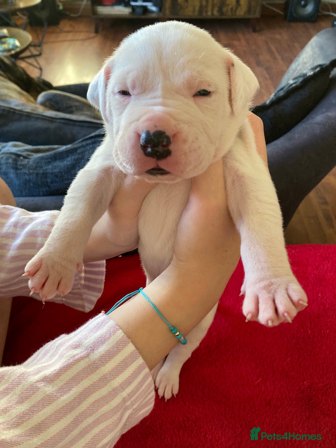 Mixed Breed dogs for sale: Mastiff x Staffy Puppies  - Advert 1