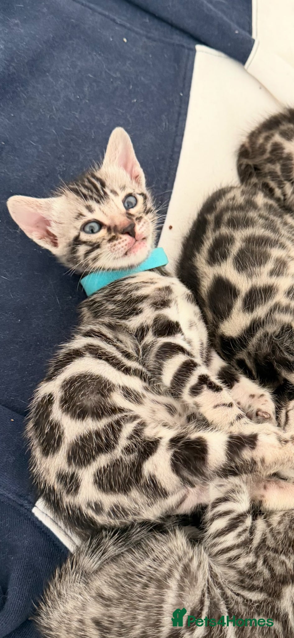 Bengal cats BENGAL 🔥 KITTENS TICA REGISTERED  - Advert 17