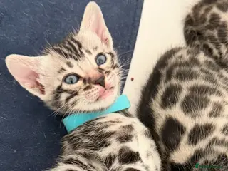 Bengal cats BENGAL 🔥 KITTENS TICA REGISTERED - Advert 17