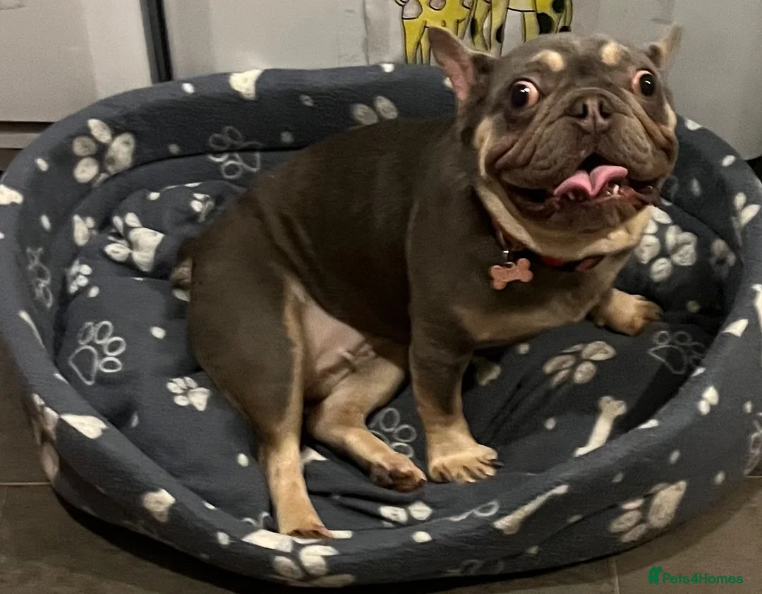 French Bulldog dogs for sale: Kc reg female  - Advert 13