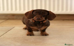 Miniature Dachshund dogs for sale: KC reg miniature wire haired dachshund bitch - Image 7