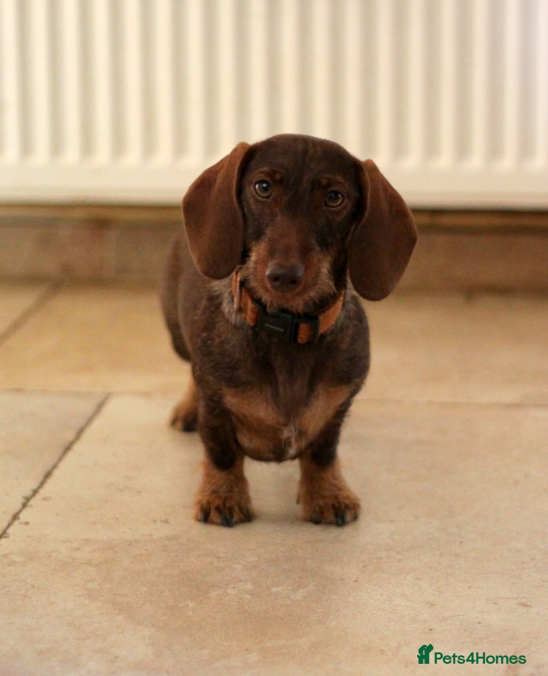 Miniature Dachshund dogs for sale: KC reg miniature wire haired dachshund bitch - Image 7