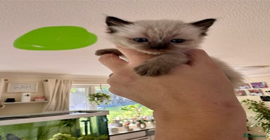 Ragdoll cats - Advert 3