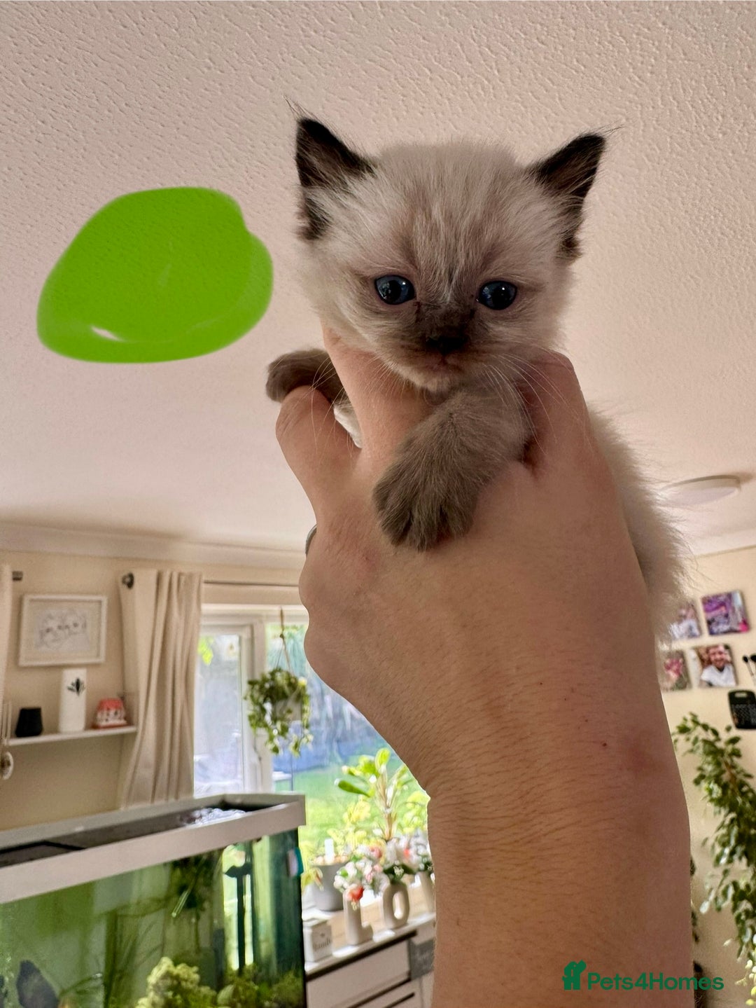 Ragdoll cats for sale:  ragdoll kittens  - Image 3