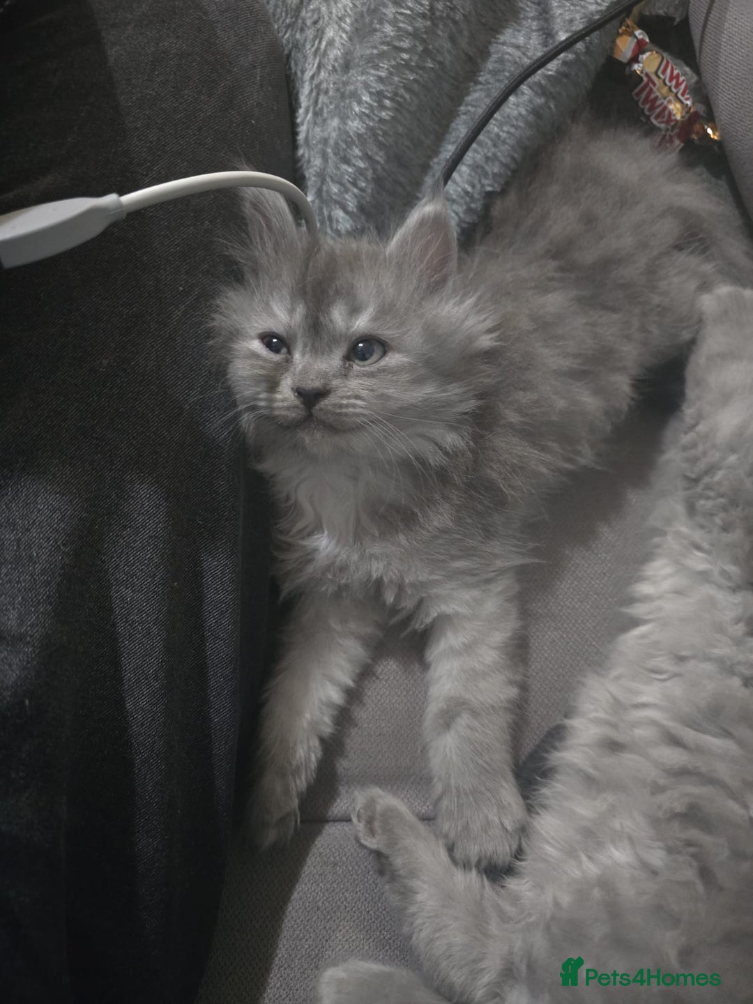 Persian cats for sale: 3 stunning Persian kittens ready now.  - Advert 18