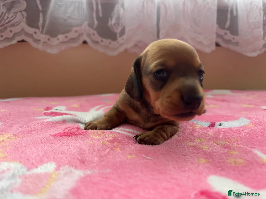 Miniature Dachshund dogs for sale: Miniature dachshund puppies  - Advert 5