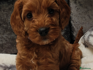 Cockapoo dogs Beautiful cockapoos pups ( 2 lovely pups left ❤️) - Advert 4