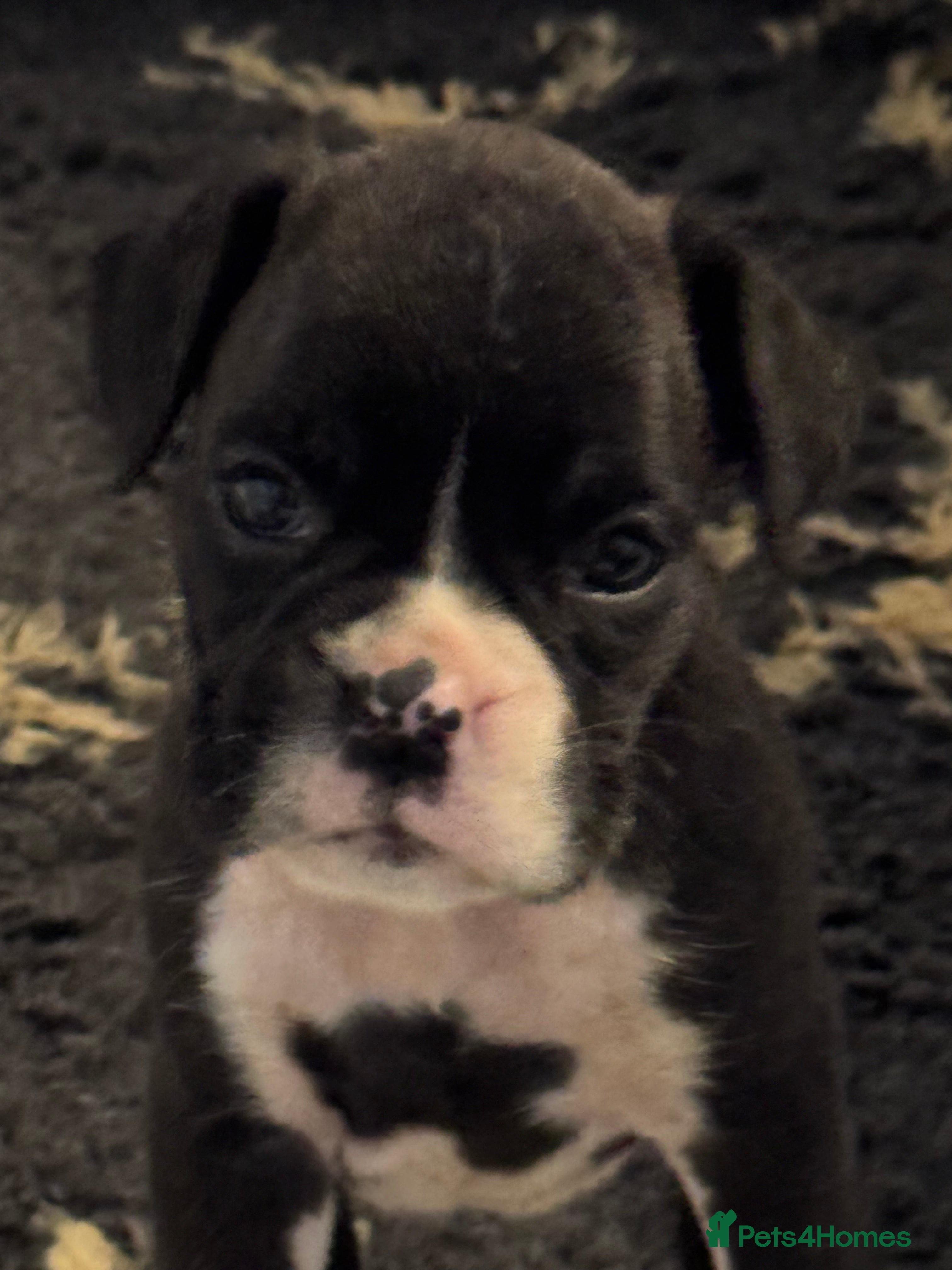 Boxer dogs LAST 2 Quality KC Boxer Puppies  - Advert 5