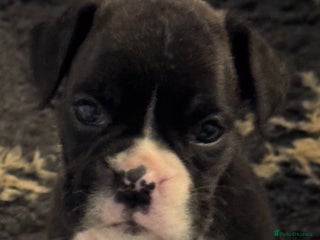 Boxer dogs LAST 2 Quality KC Boxer Puppies - Advert 5