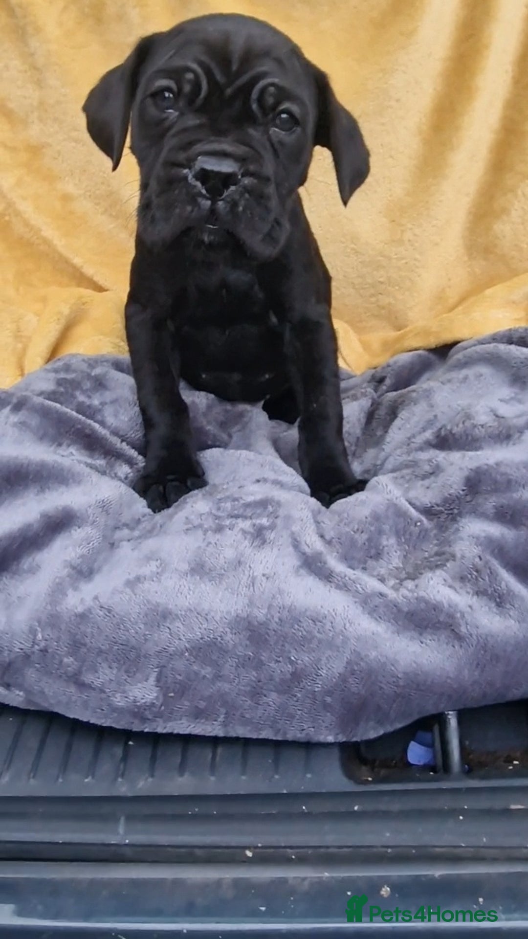 Mixed Breed dogs for sale: Cane Corso X Neapolitan Mastiff mix pups for sale - Advert 20