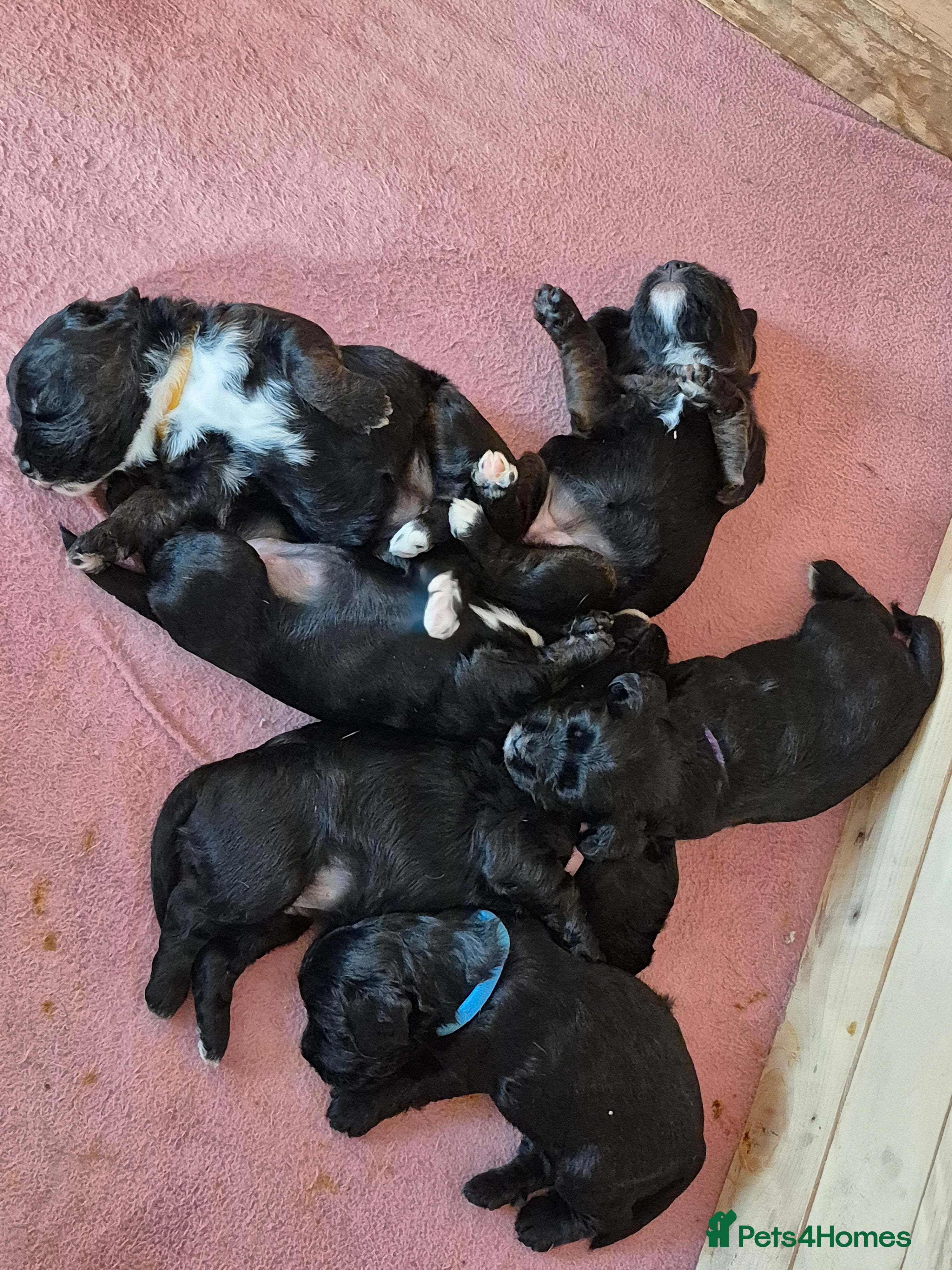 Mixed Breed dogs Beagle cross puppies for sale - Advert 14