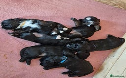Mixed Breed dogs for sale: Poogle puppies for sale - Image 1