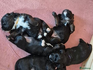 Mixed Breed dogs - Advert 9