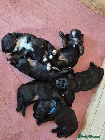 Mixed Breed dogs - Advert 5
