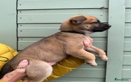 Mixed Breed dogs for sale: Only 1 females left! Stunning bullherder pups  - Advert 11