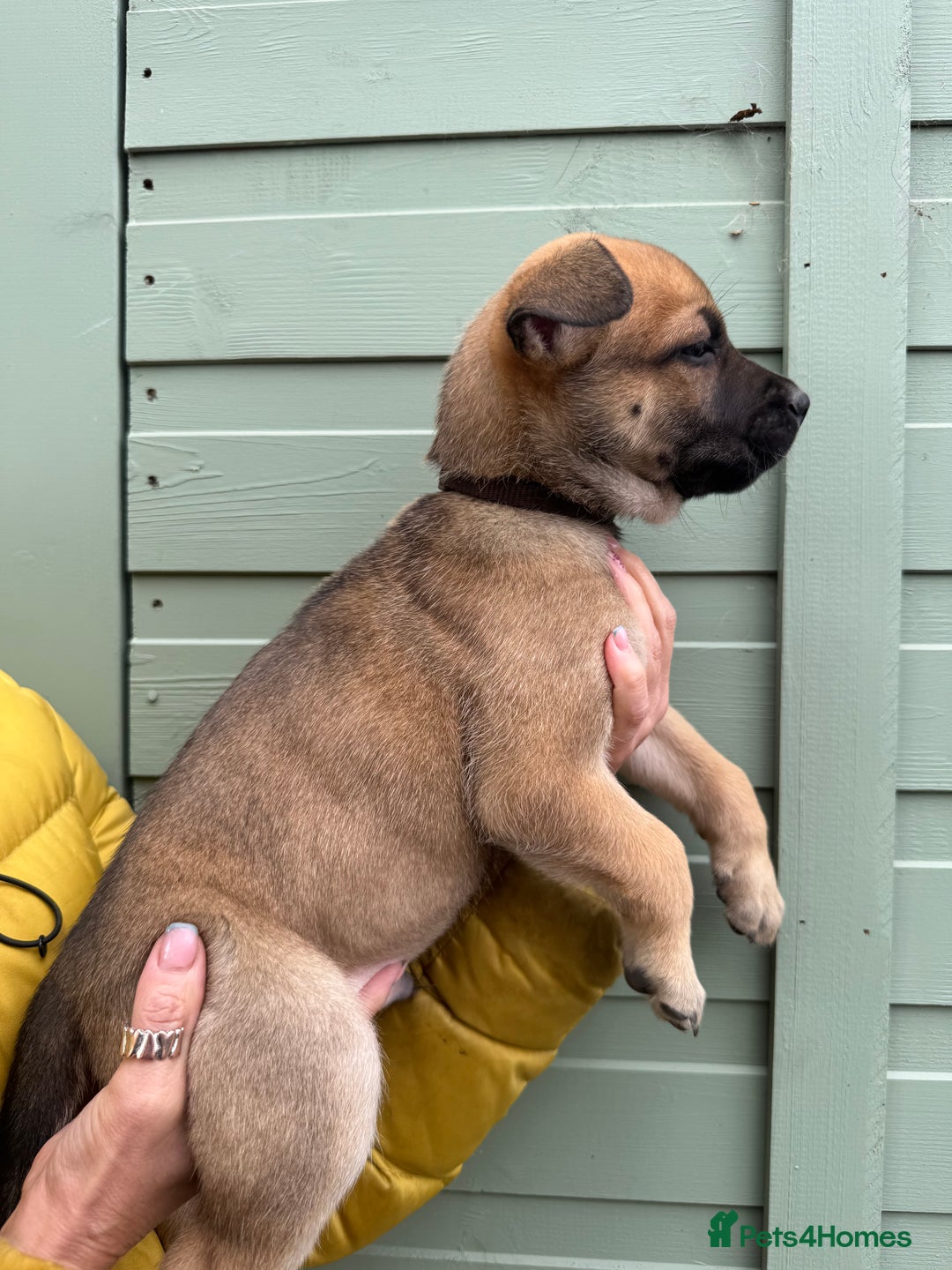 Mixed Breed dogs for sale: Only 1 females left! Stunning bullherder pups  - Advert 11