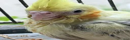 Cockatiels birds for sale: Handreared Beautiful DNA‑Tested Cockatiels  in Wigan - Advert 2