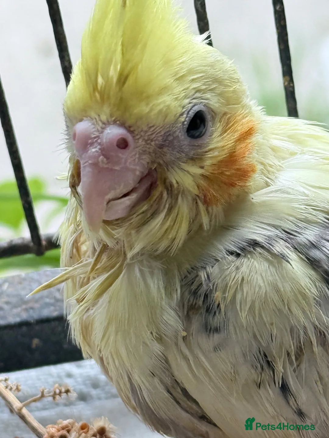 Cockatiels birds for sale: Handreared Beautiful DNA‑Tested Cockatiels  in Wigan - Advert 2