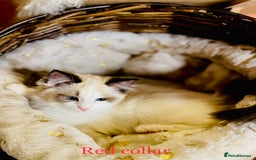 Ragdoll cats for sale: QUALITY GCCF RAGDOLLS KITTENS READY NOW  - Image 25