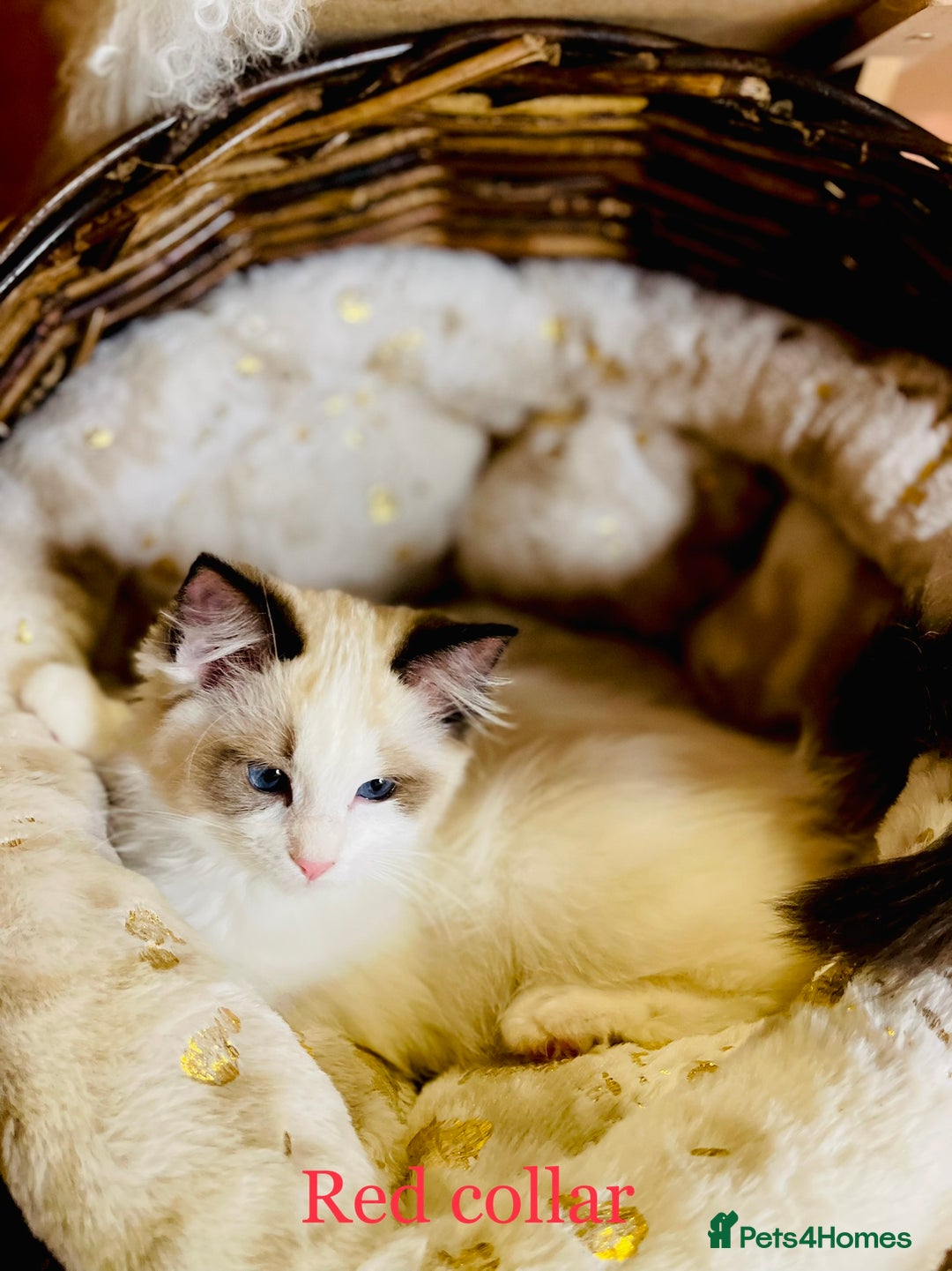 Ragdoll cats for sale: QUALITY GCCF RAGDOLLS KITTENS READY NOW  - Image 25