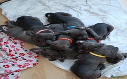 Mixed Breed dogs for sale: Pretty little girls  - Image 8