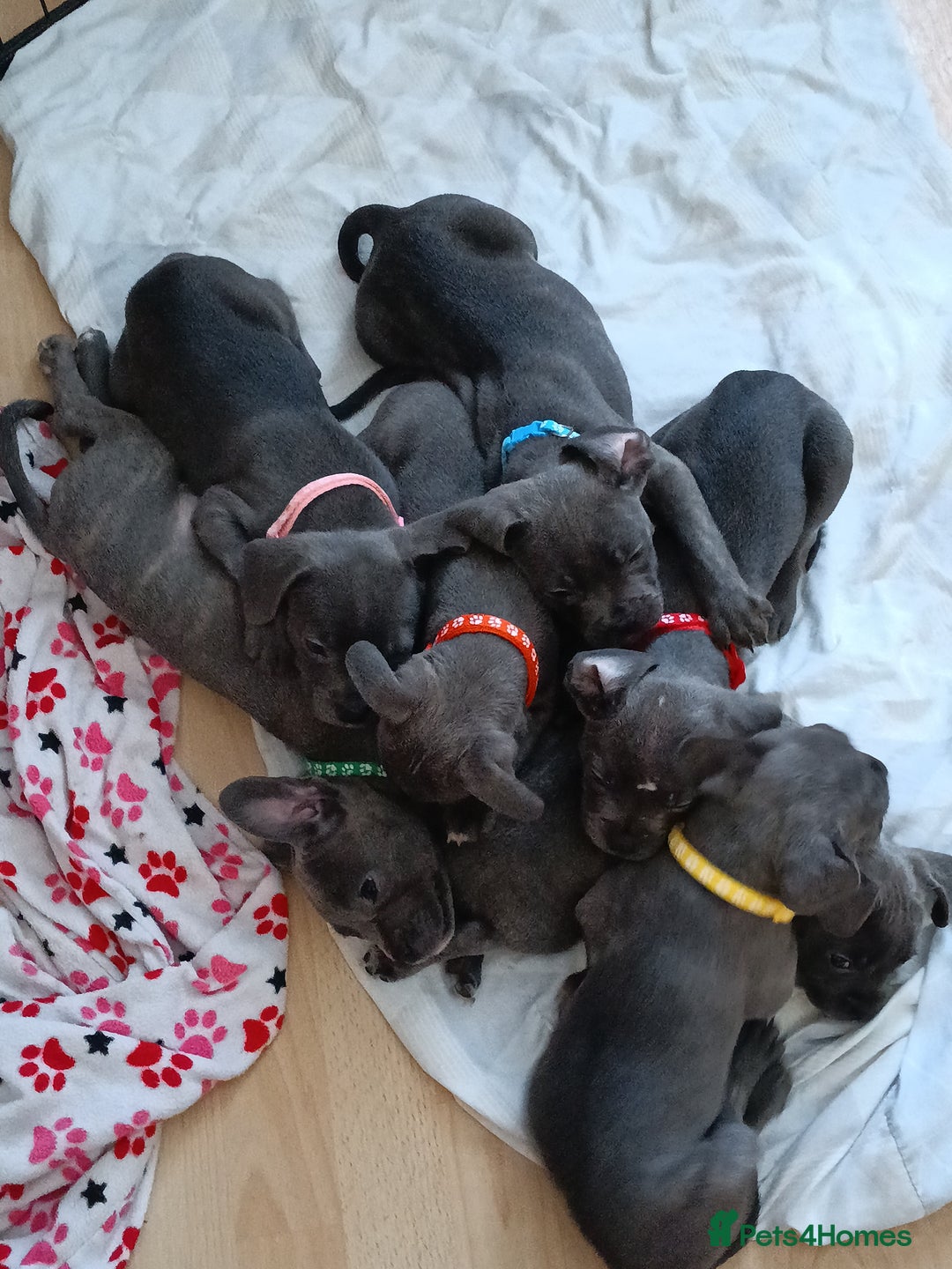 Mixed Breed dogs for sale: Pretty little girls  - Image 8