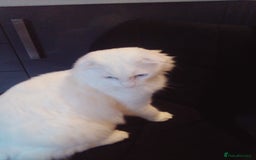 Scottish Fold cats for sale: ready now for there forever homes - Advert 25