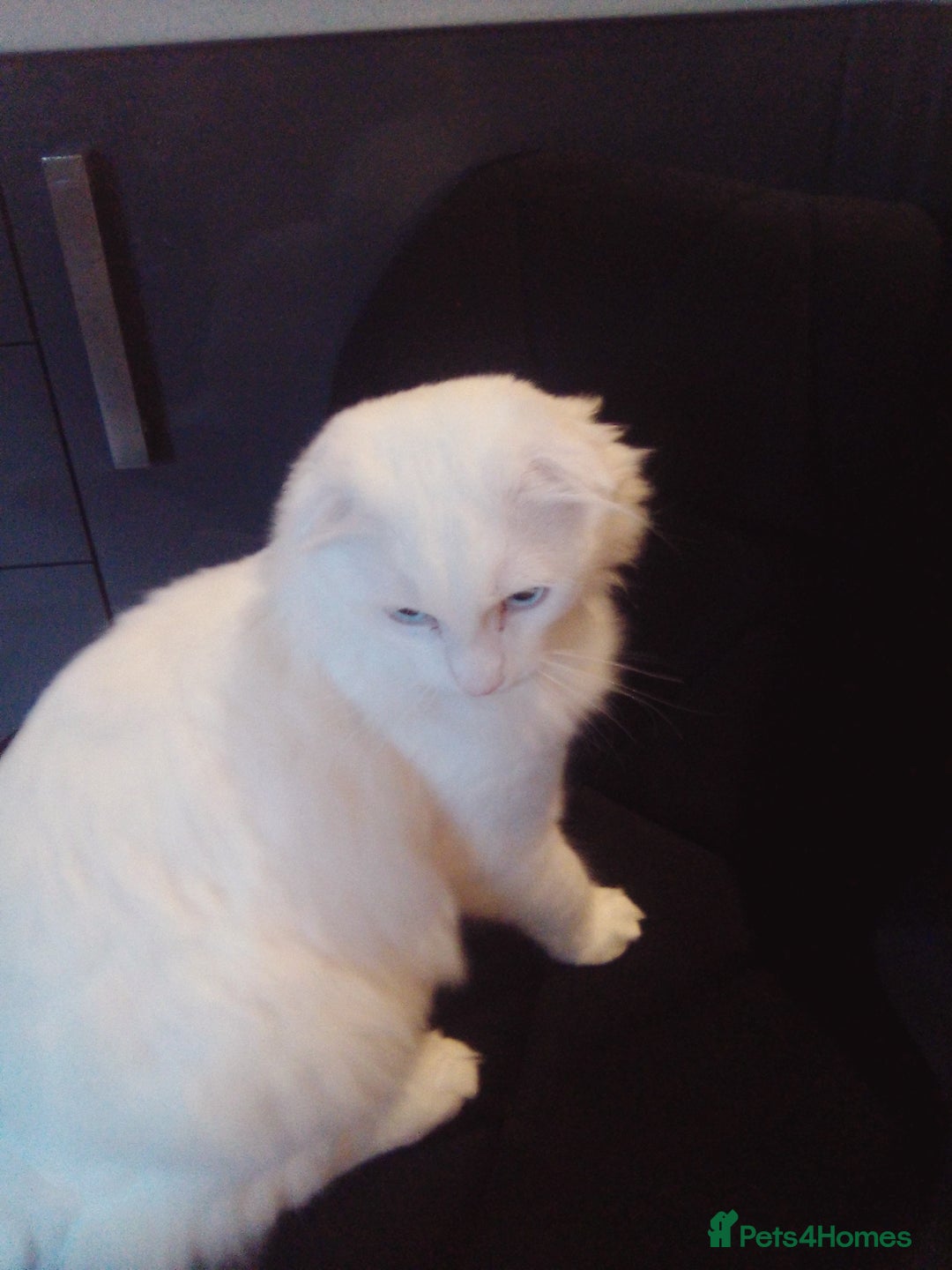 Scottish Fold cats for sale: ready now for there forever homes - Advert 25