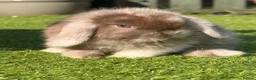 Mini Lop rabbits for sale: Beautiful small mini lop babies  - Advert 2
