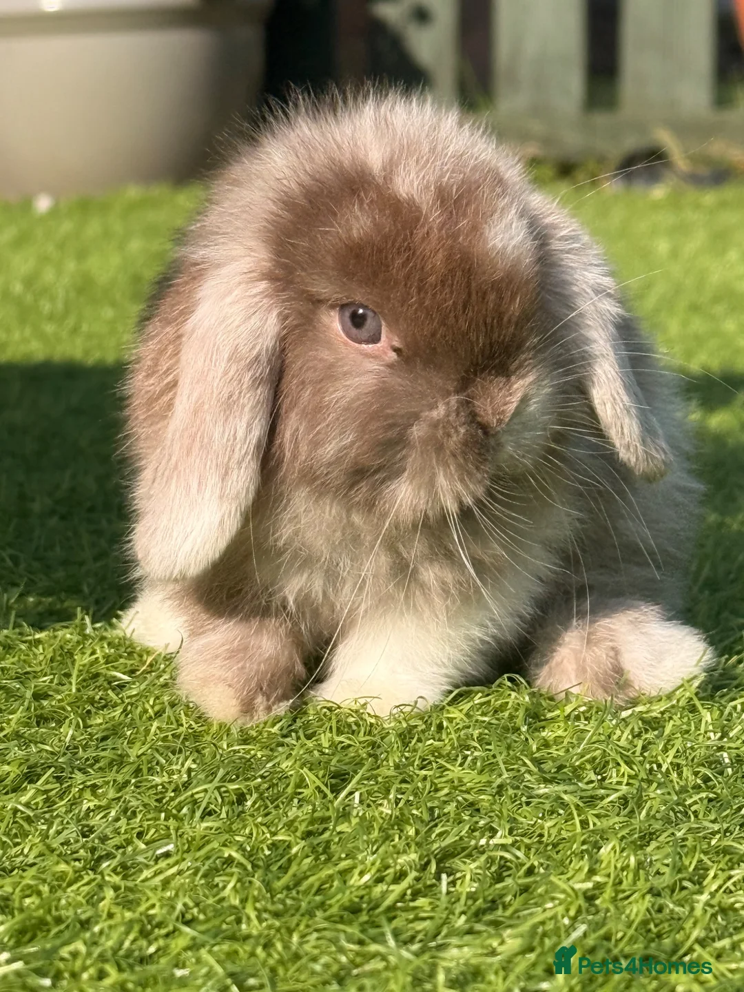 Mini Lop rabbits for sale: Beautiful small mini lop babies  - Advert 2
