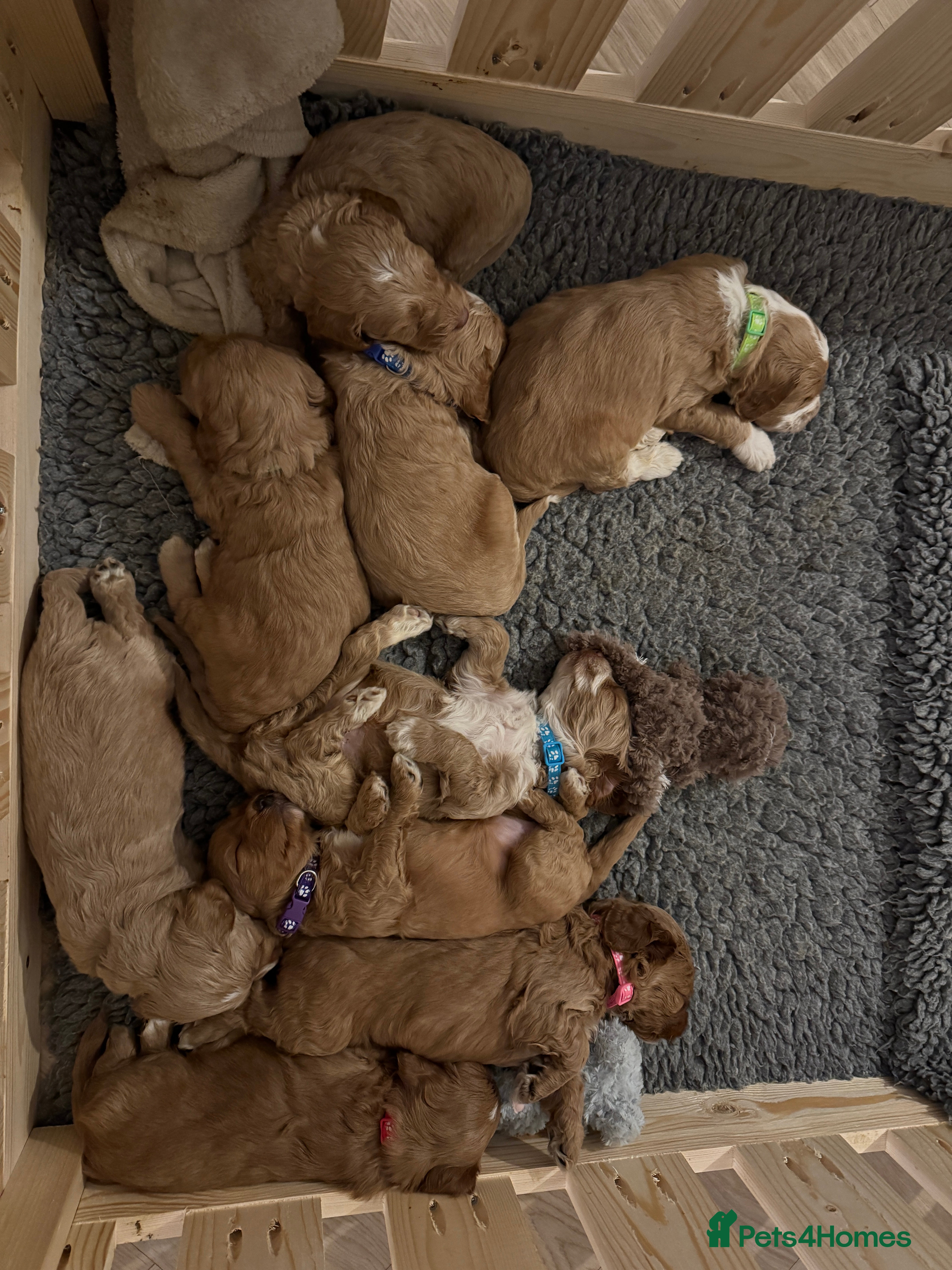 Australian Labradoodle dogs Multigen Australian Labradoodle - Advert 3