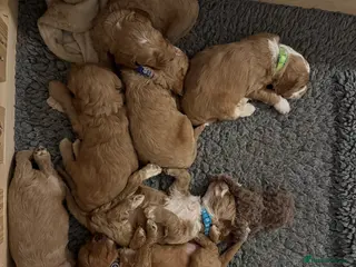 Australian Labradoodle dogs Multigen Australian Labradoodle - Advert 3