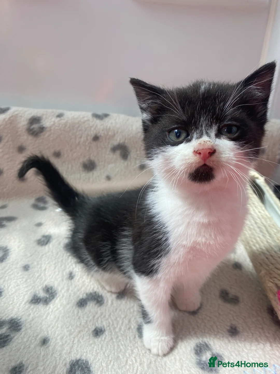Mixed Breed cats for sale: Beautiful kittens  - Advert 2