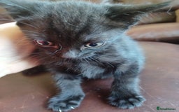 Domestic Shorthair cats for sale: Stunning kittens for sale - Image 4