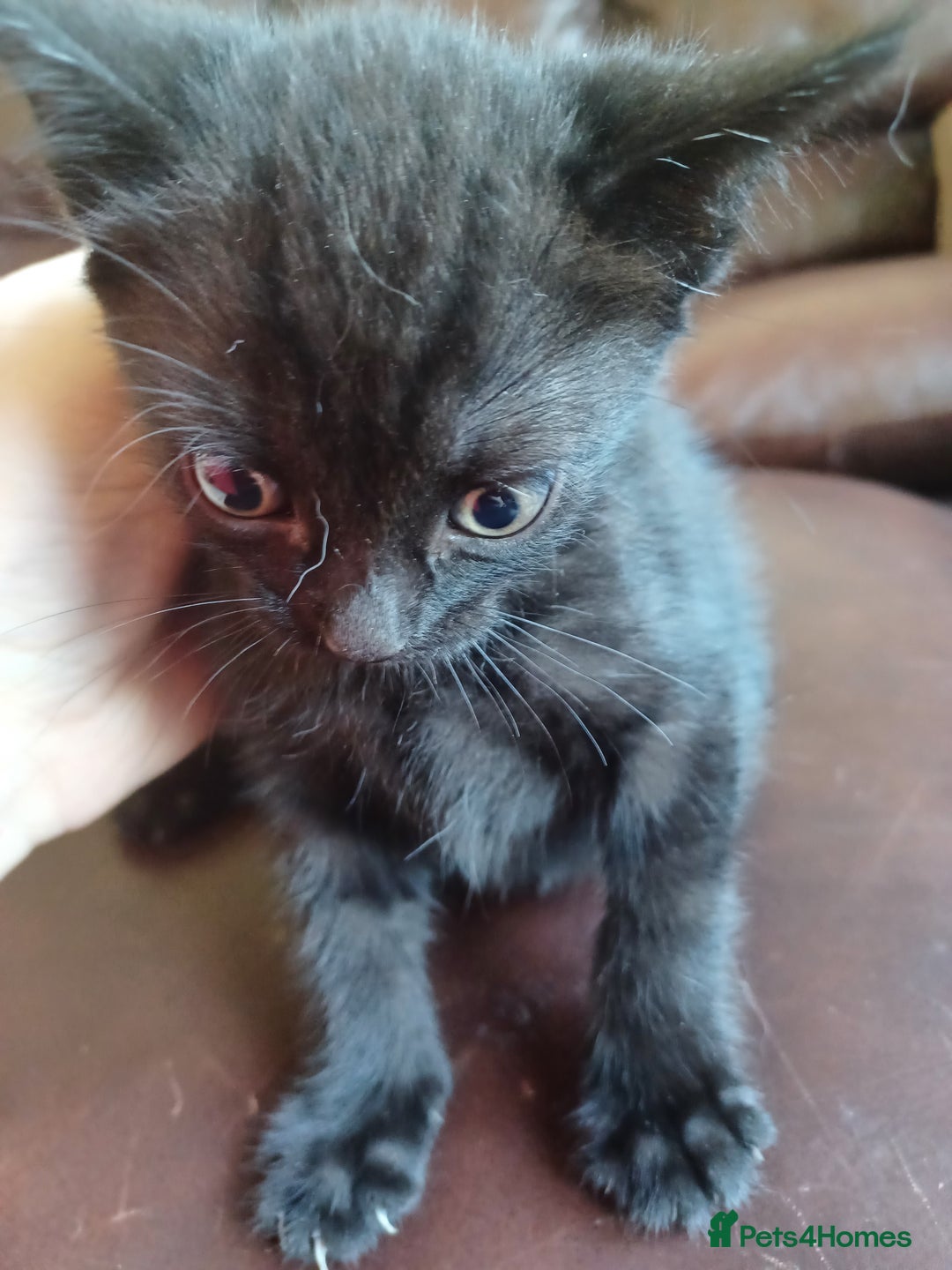 Domestic Shorthair cats for sale: Stunning kittens for sale - Image 4