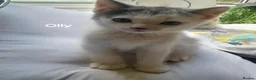 Siamese cats for sale: Siamese cross British Short Hair fluffy kittens - Advert 12
