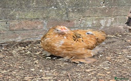 Chickens poultry for sale: Pekin Bantam pullet growers - Image 4