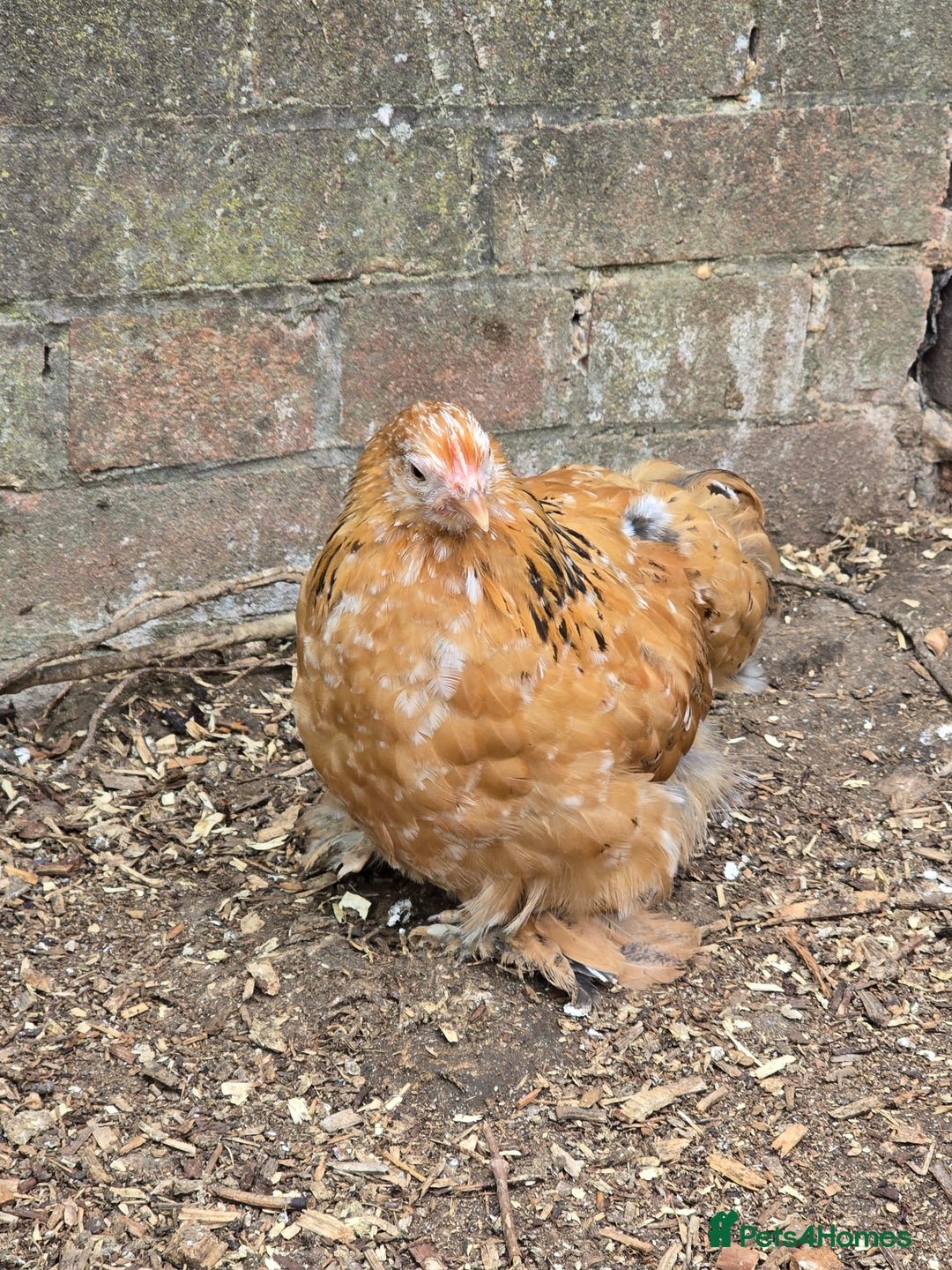 Chickens poultry for sale: Pekin Bantam pullet growers - Image 4
