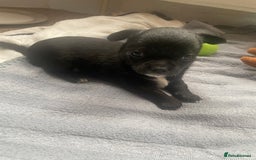 Chihuahua dogs for sale: Chihuahua - Full breed puppies - Image 10