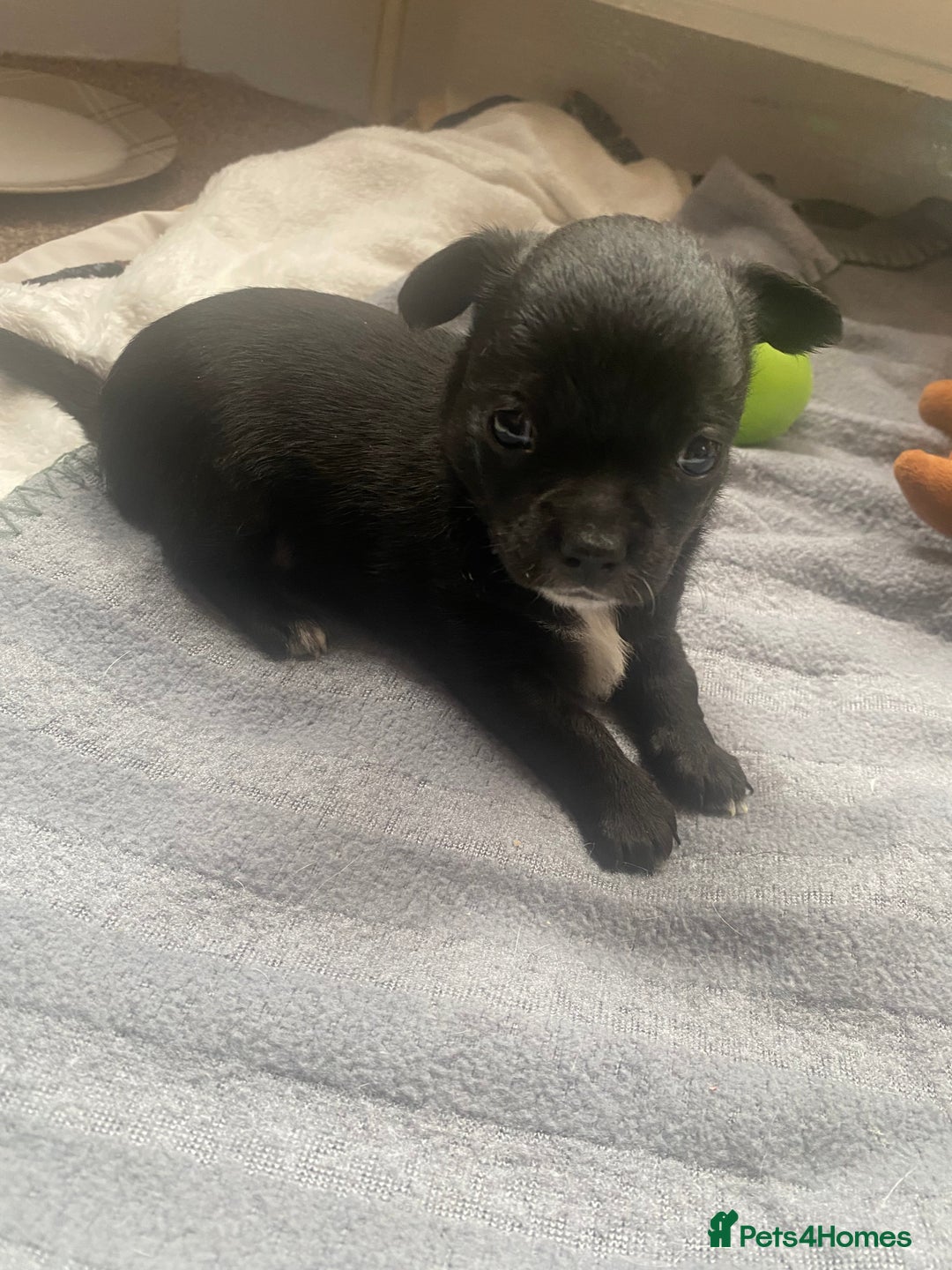 Chihuahua dogs for sale: Chihuahua - Full breed puppies - Image 10