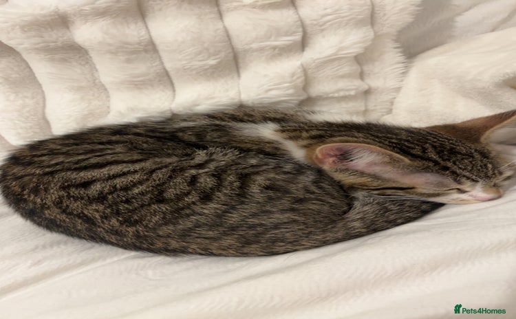 Bengal cats - Advert 1