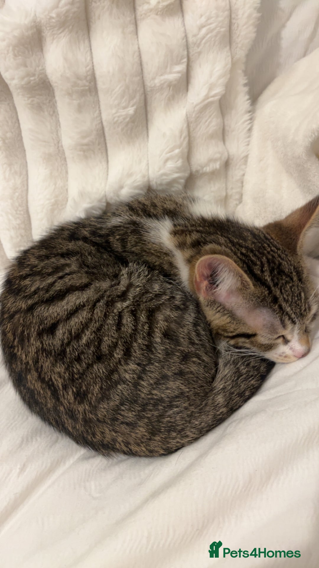 Bengal cats for sale: bengal kitten with supplies - Image 1