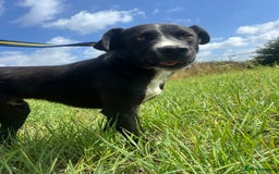 Mixed Breed dogs for adoption: Vito - Norwich Norfolk  - Image 7