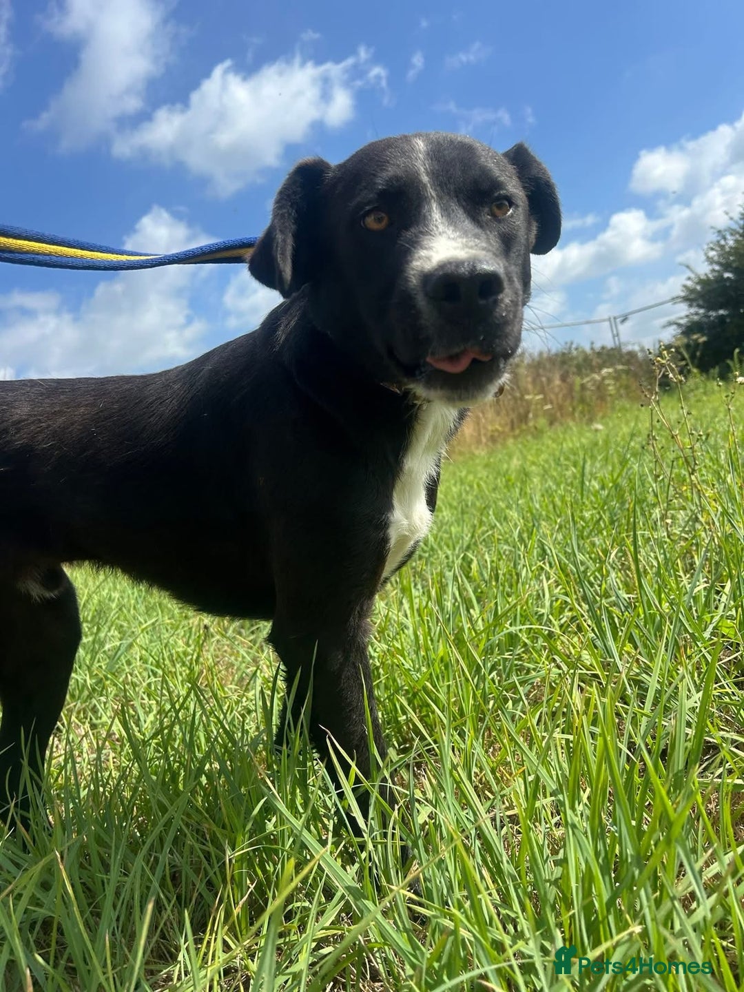 Mixed Breed dogs for adoption: Vito - Norwich Norfolk  - Image 7