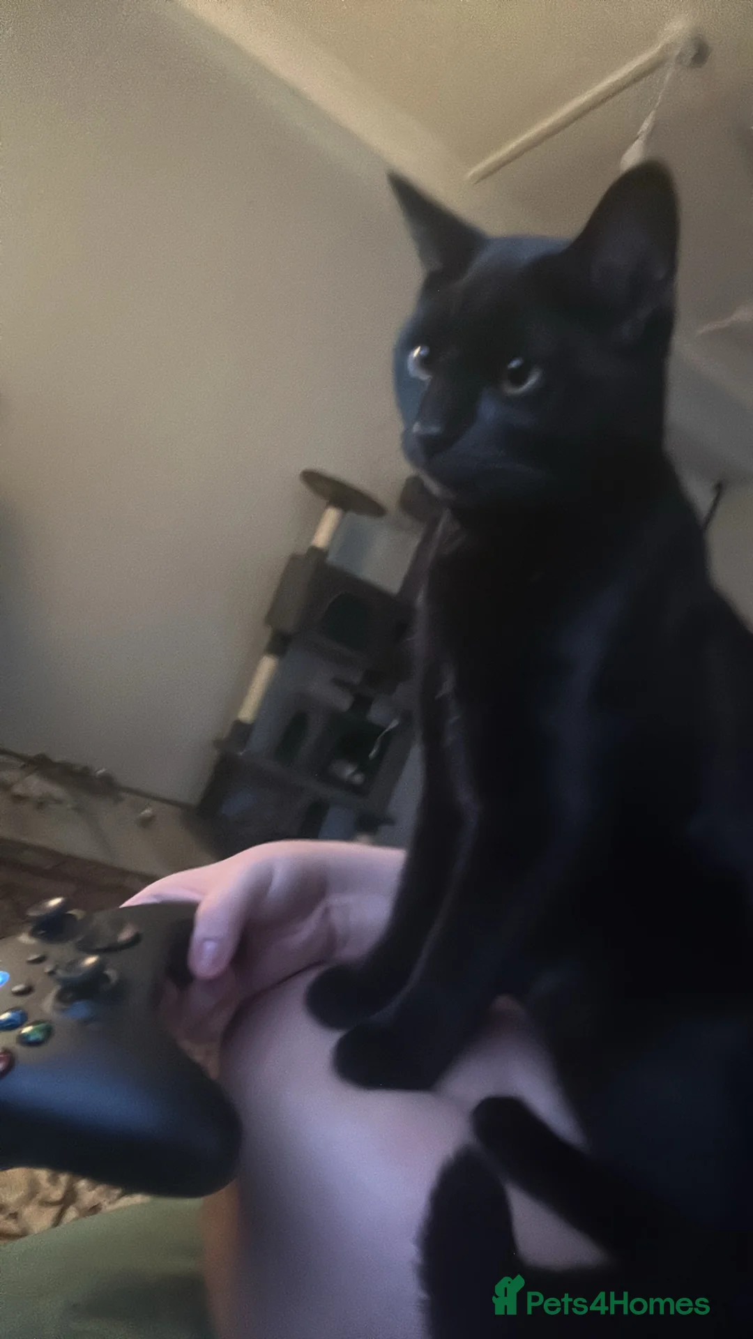 Mixed Breed cats for sale: Black cat  - Advert 12