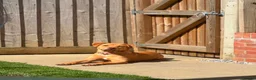 Mixed Breed dogs for sale: Staffy x lab 7 months  in Neath - Advert 3