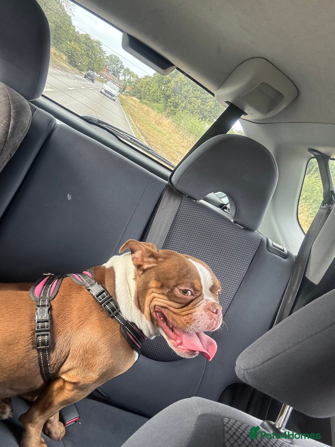 American Bully dogs for sale: Connie - Image 5