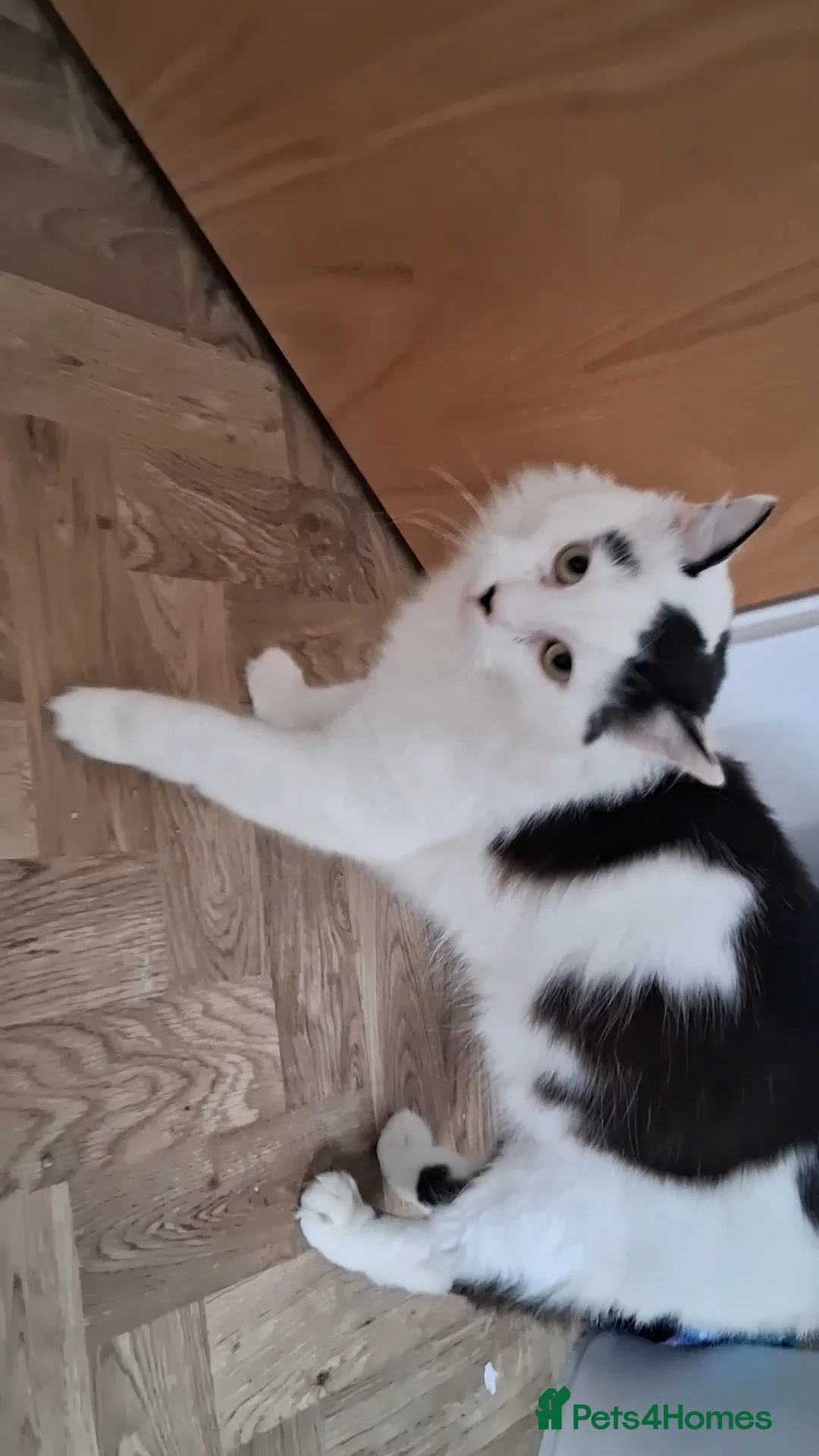 Mixed Breed cats for sale: 1 Yr old Bob - Advert 2