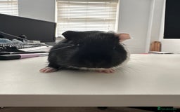 Guinea Pig rodents for sale: Male Guinea Pig - Advert 5